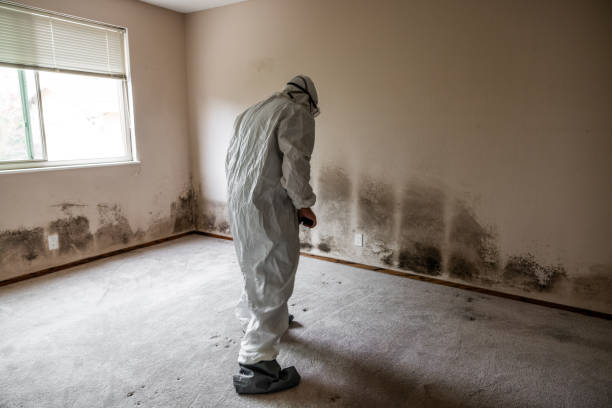 Biohazard Mold Removal in Pioneer Village, KY